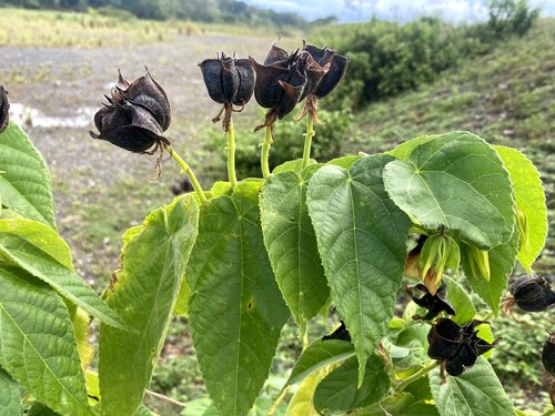 Abroma augustum observed 2026-09-28