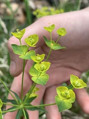 Euphorbia esula