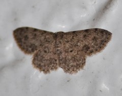 Scopula plantagenaria