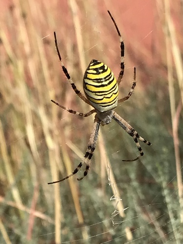 Wasp Spider
