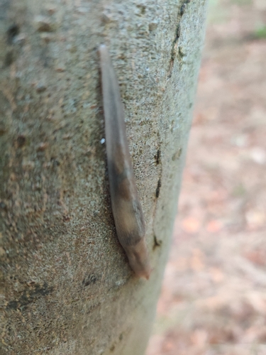 Tree slug