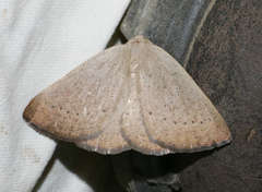Amelora oncerodes