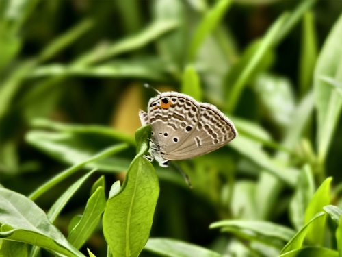 Plains Cupid