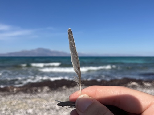 Plume de Fauvette grisette