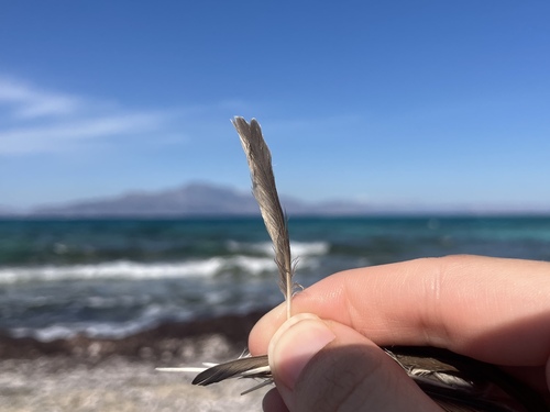 Plume de Hirondelle de rivage