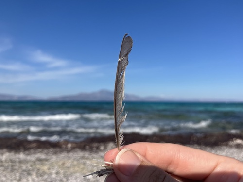 Plume de Gobemouche gris