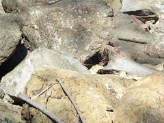 Sceloporus occidentalis longipes