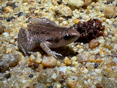 Austrochaperina observed 2026-09-11