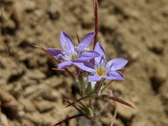 Eriastrum pluriflorum