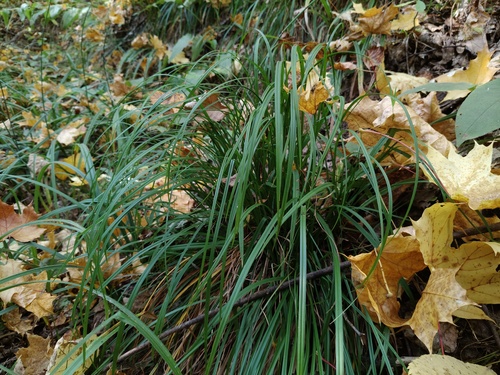 Carex digitata observed 2026-09-27