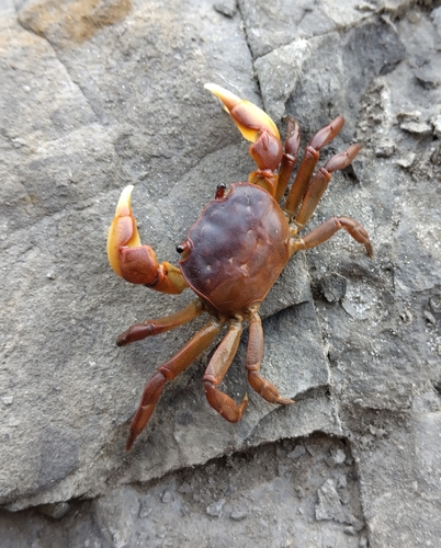 Cyclograpsus audouinii observed 2026-09-28