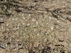 Hesperolinon disjunctum