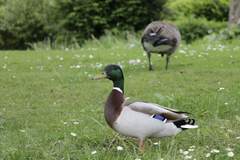 Anas platyrhynchos