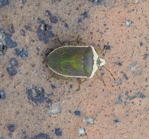 Southern Green Stink Bug