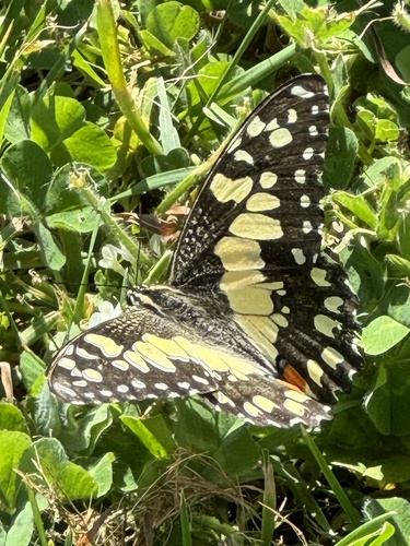 Lime Swallowtail