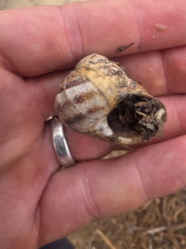 Garden Snail