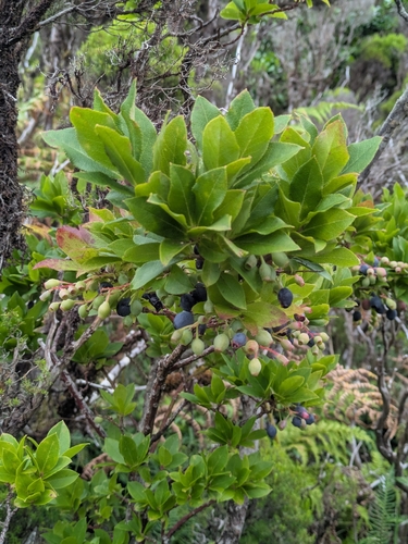 Vaccinium cylindraceum observed 2026-09-27