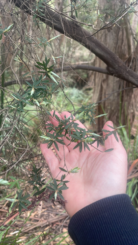 Monotoca glauca observed 2026-09-27