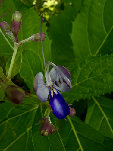 Rotheca serrata observed 2026-09-28