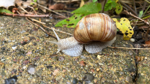 Roman Snail