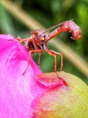 Physocephala burgessi