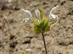 Acanthomintha lanceolata