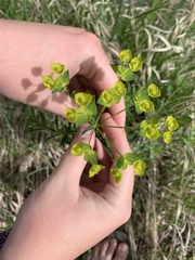 Euphorbia esula