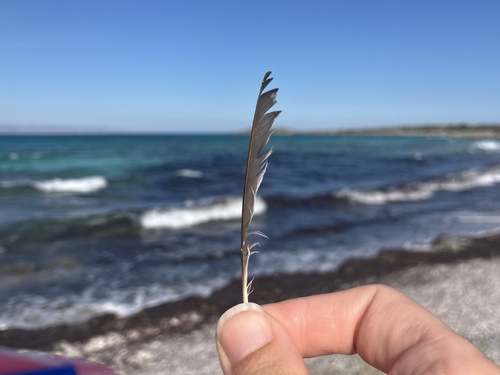 Plume de Gobemouche gris