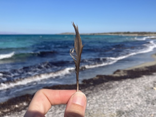 iNaturalist image