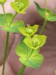 Euphorbia esula