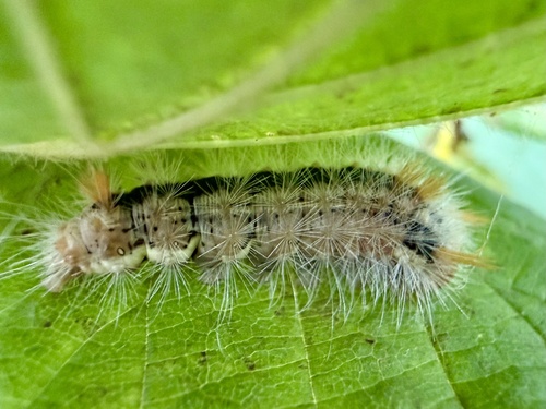 Nut-Tree Tussock