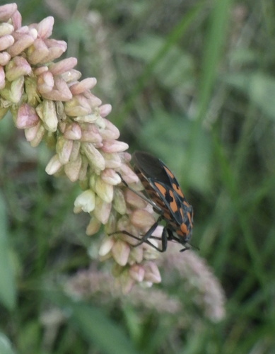 Spilostethus saxatilis