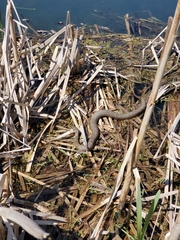 Nerodia sipedon sipedon