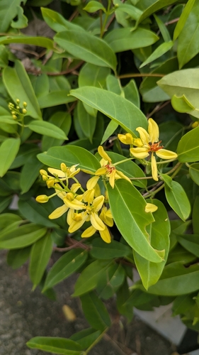 Tristellateia australasiae observed 2026-09-28
