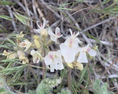 Astragalus parryi