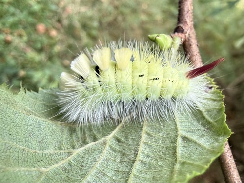 Pale Tussock Moth