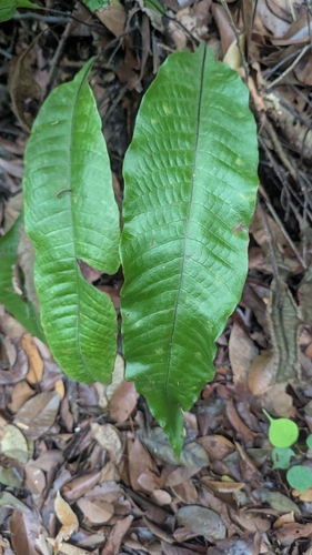 Tectaria singaporiana (Tectaria singaporiana)