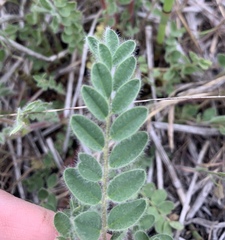 Astragalus parryi