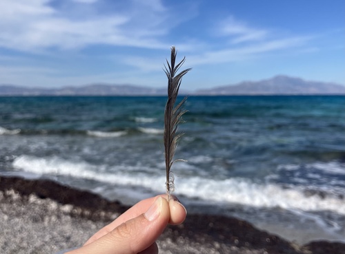 Plume de Pie-grièche à tête rousse