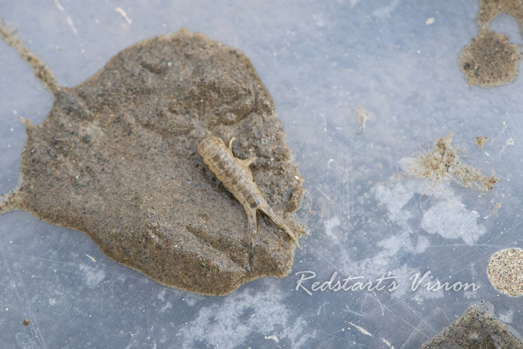 Sinocorophium dongtanense