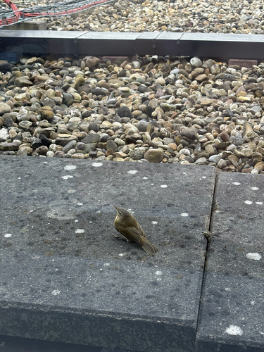 Common Chiffchaff