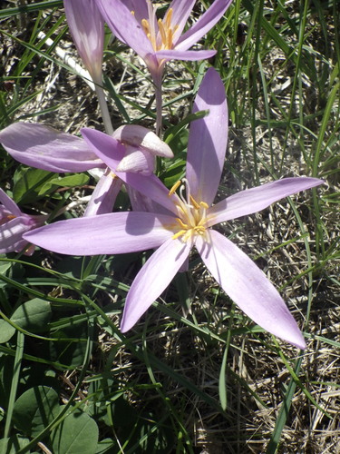 Autumn Crocus