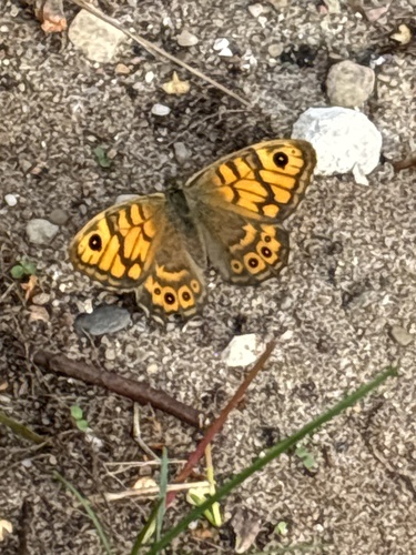 Wall Brown