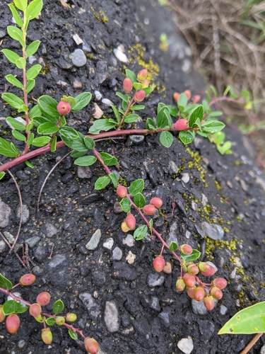 Image of Berchemia lineata by (c) Cheng-Te Hsu, some rights reserved (CC BY)