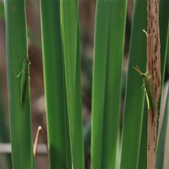 Stenacris vitreipennis