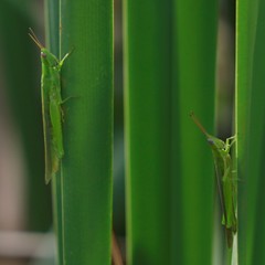 Stenacris vitreipennis