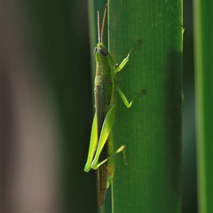 Stenacris vitreipennis