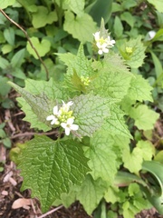 Alliaria petiolata