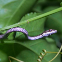 Dendrelaphis calligaster