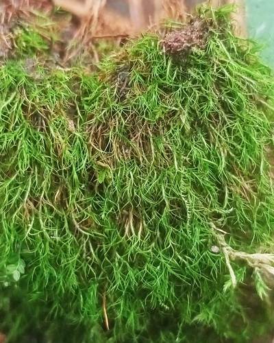 Distichium capillaceum observed 2026-09-13
